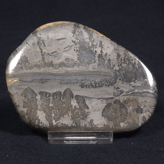 COTHAM MARBLE STROMATOLITE, England ZCM006