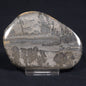 COTHAM MARBLE STROMATOLITE, England ZCM006
