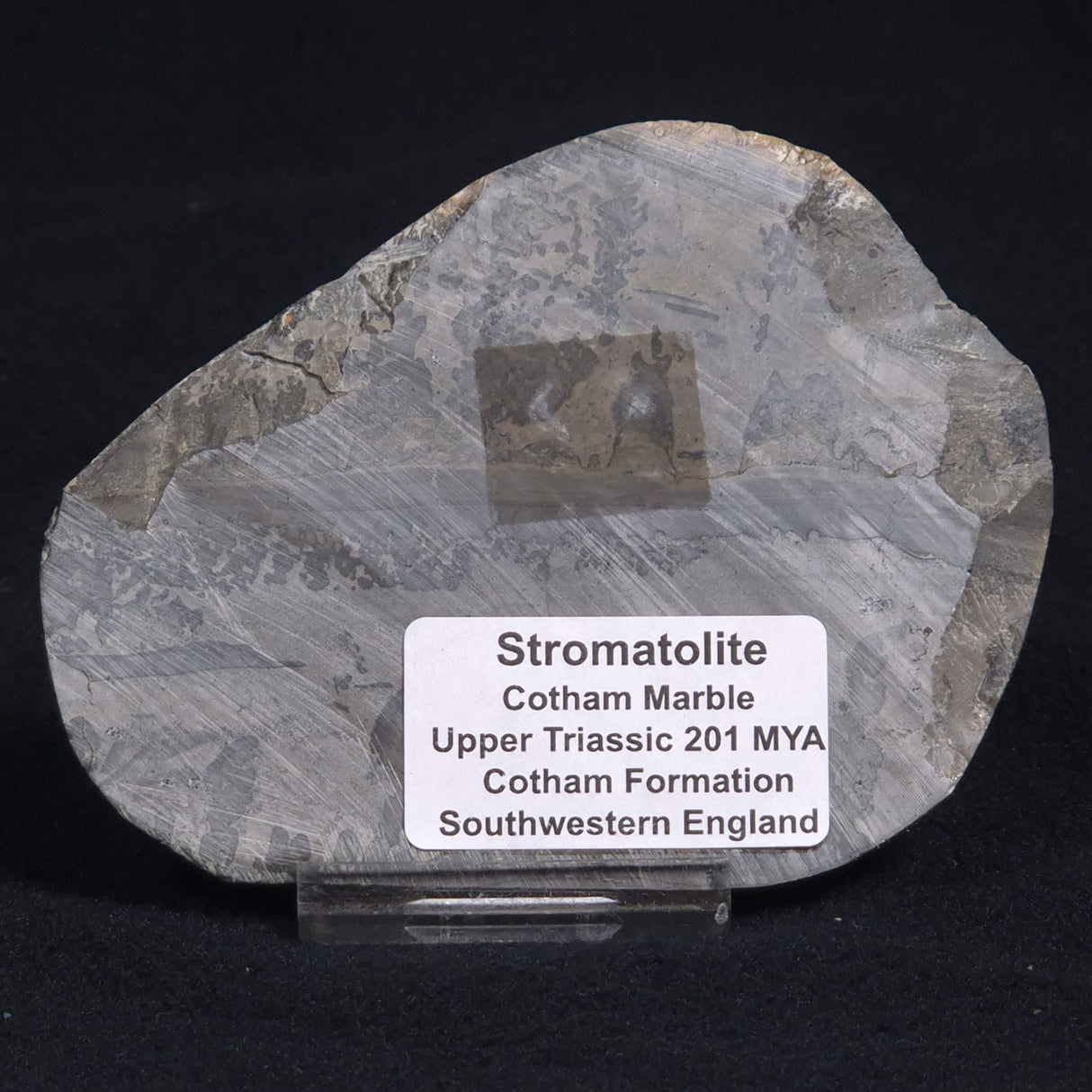 COTHAM MARBLE STROMATOLITE, England ZCM006