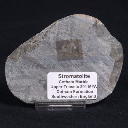 COTHAM MARBLE STROMATOLITE, England ZCM006