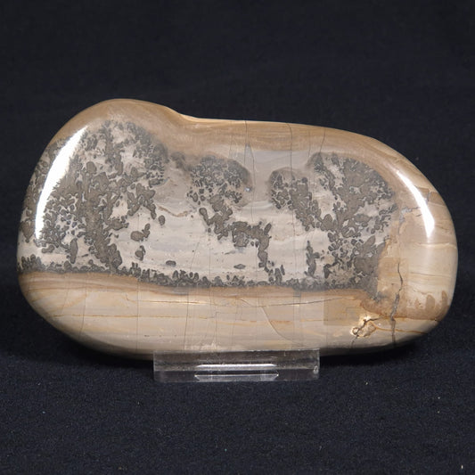 COTHAM MARBLE STROMATOLITE, England ZCM007