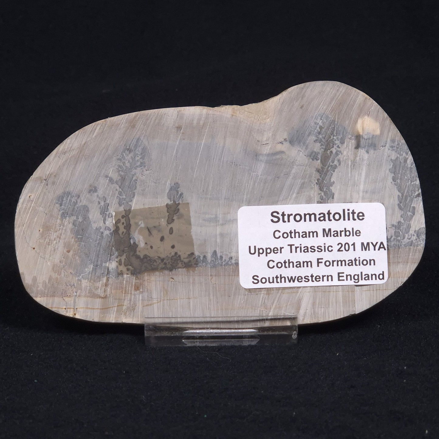 COTHAM MARBLE STROMATOLITE, England ZCM007