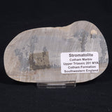 COTHAM MARBLE STROMATOLITE, England ZCM007
