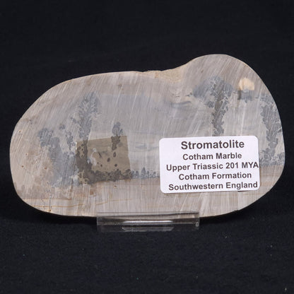 COTHAM MARBLE STROMATOLITE, England ZCM007