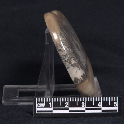 COTHAM MARBLE STROMATOLITE, England ZCM007