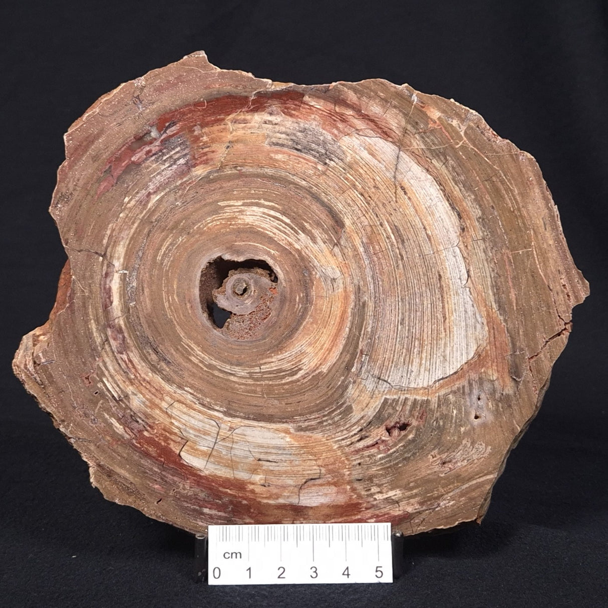 CONOPHYTON BASALTICUM STROMATOLITE, Australia ZCB001