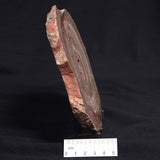 CONOPHYTON BASALTICUM STROMATOLITE, Australia ZCB001