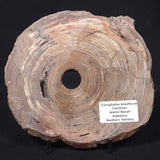 CONOPHYTON BASALTICUM STROMATOLITE, Australia ZCB002