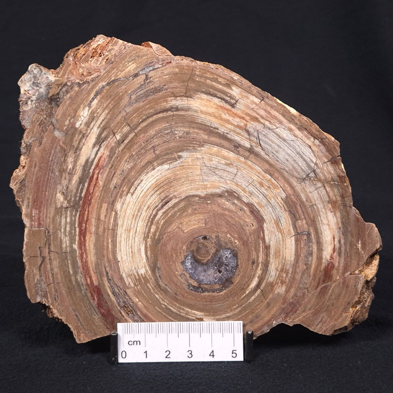 CONOPHYTON BASALTICUM STROMATOLITE, Australia ZCB003