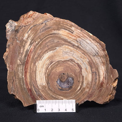 CONOPHYTON BASALTICUM STROMATOLITE, Australia ZCB003