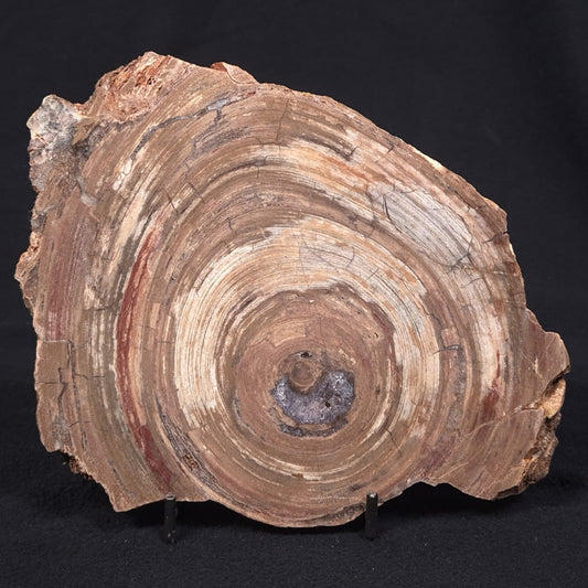 CONOPHYTON BASALTICUM STROMATOLITE, Australia ZCB003
