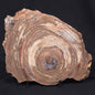 CONOPHYTON BASALTICUM STROMATOLITE, Australia ZCB003