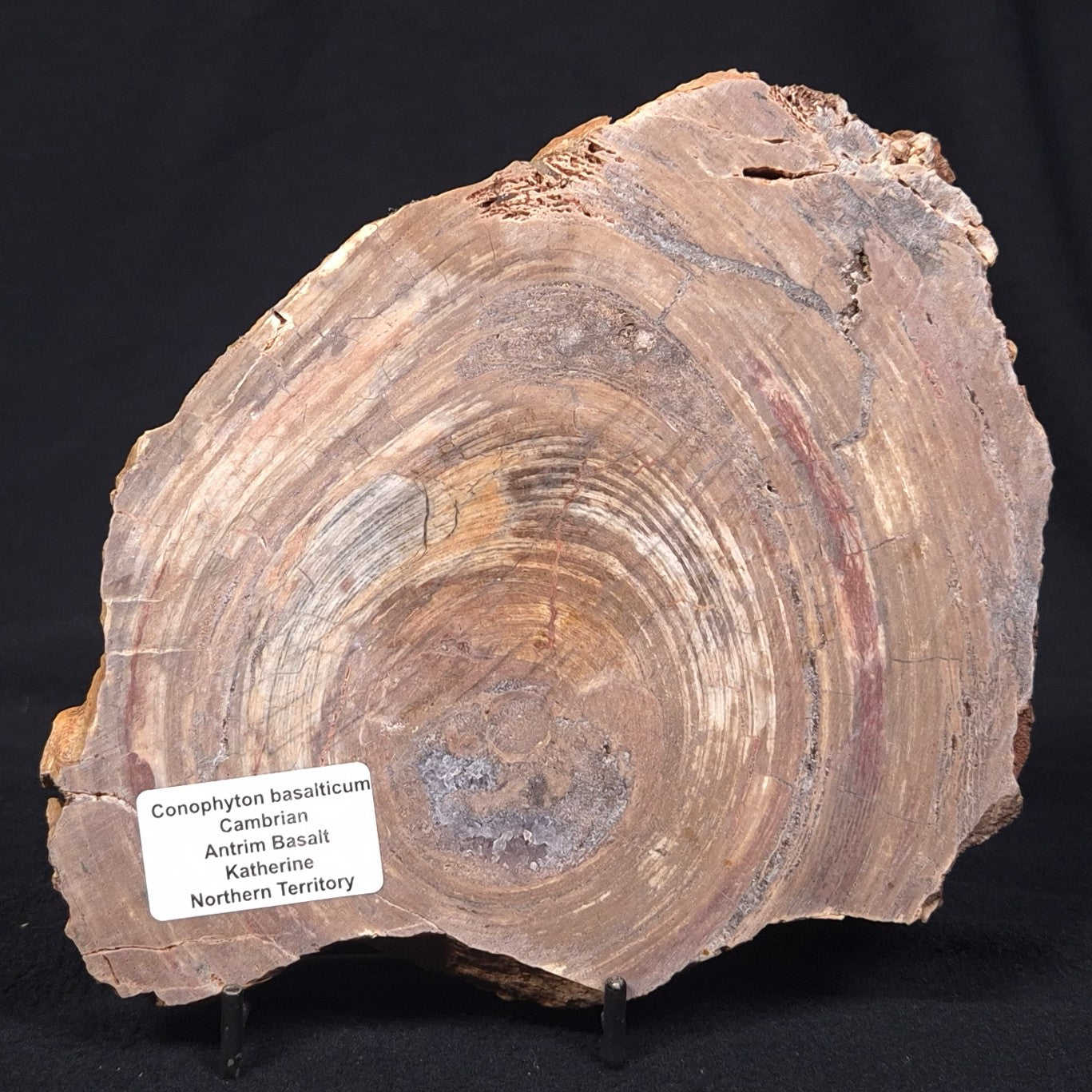 CONOPHYTON BASALTICUM STROMATOLITE, Australia ZCB003