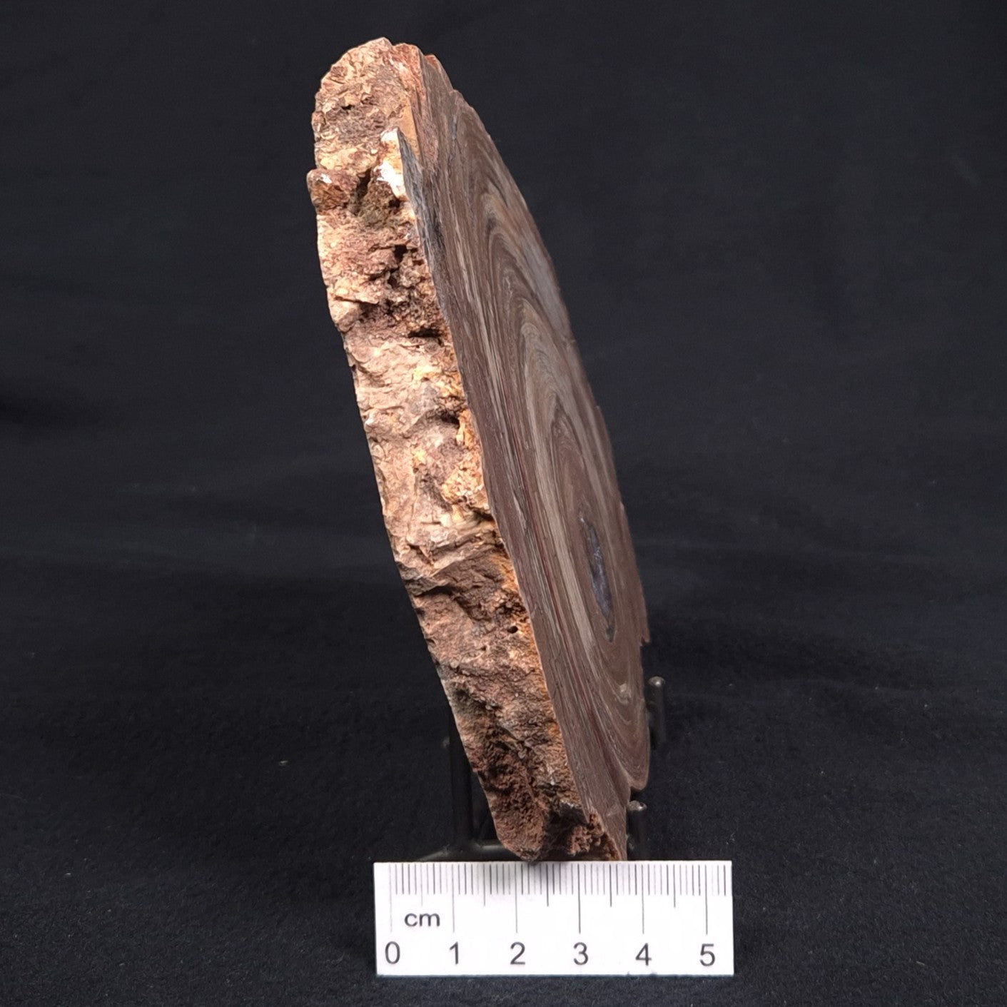 CONOPHYTON BASALTICUM STROMATOLITE, Australia ZCB003