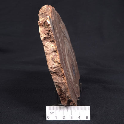 CONOPHYTON BASALTICUM STROMATOLITE, Australia ZCB003