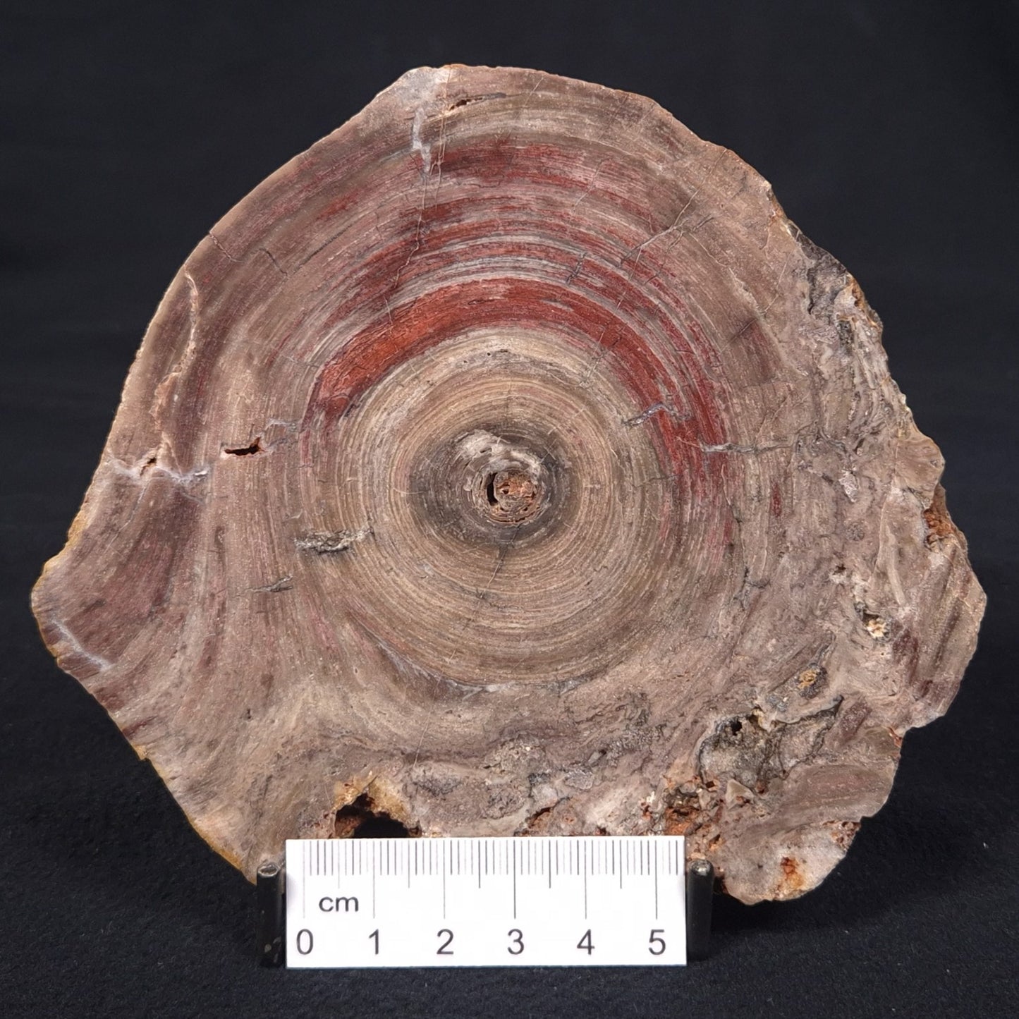 CONOPHYTON BASALTICUM STROMATOLITE, Australia ZCB004