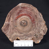 CONOPHYTON BASALTICUM STROMATOLITE, Australia ZCB004