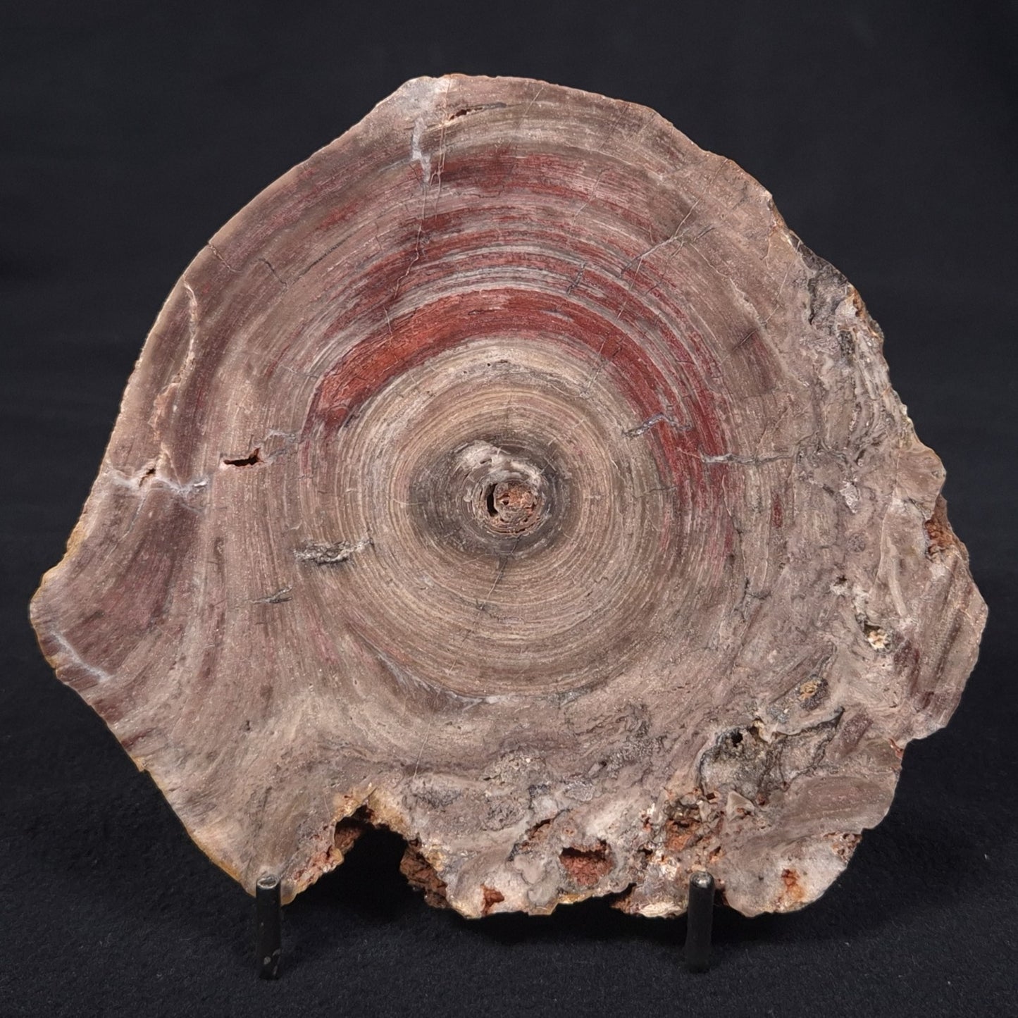 CONOPHYTON BASALTICUM STROMATOLITE, Australia ZCB004