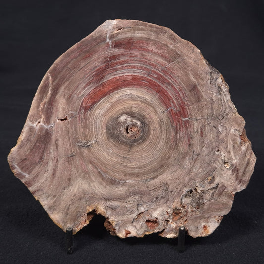 CONOPHYTON BASALTICUM STROMATOLITE, Australia ZCB004