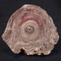 CONOPHYTON BASALTICUM STROMATOLITE, Australia ZCB004