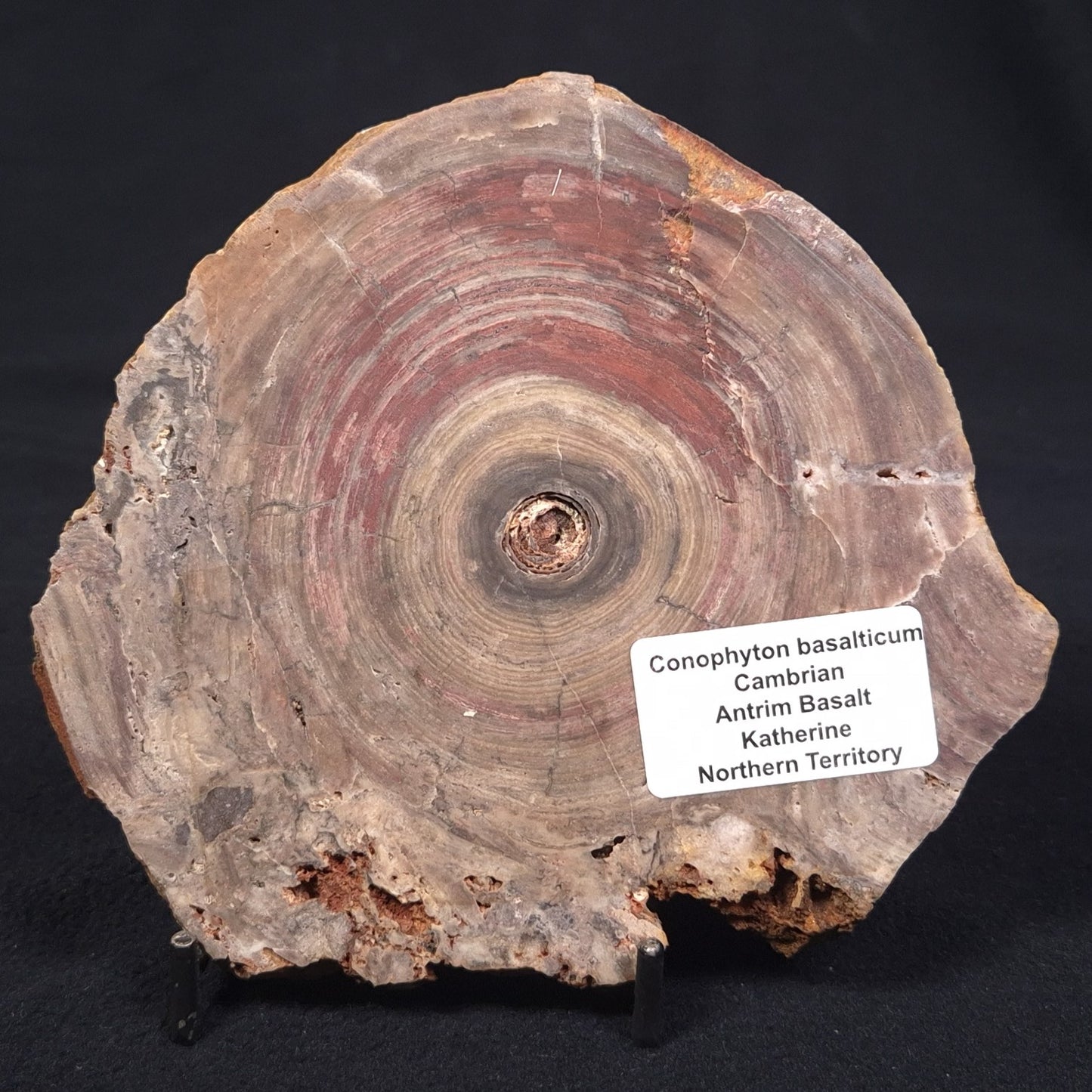 CONOPHYTON BASALTICUM STROMATOLITE, Australia ZCB004