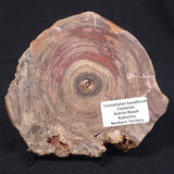 CONOPHYTON BASALTICUM STROMATOLITE, Australia ZCB004