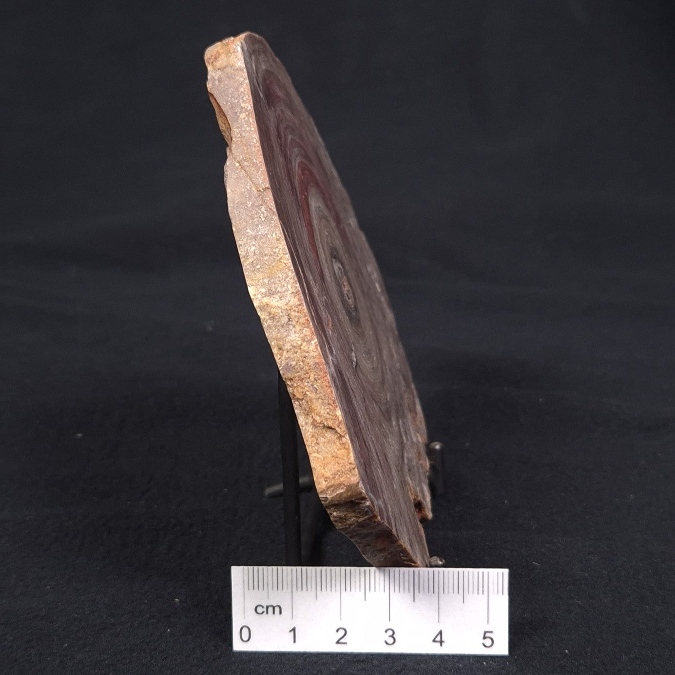 CONOPHYTON BASALTICUM STROMATOLITE, Australia ZCB004