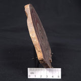 CONOPHYTON BASALTICUM STROMATOLITE, Australia ZCB004