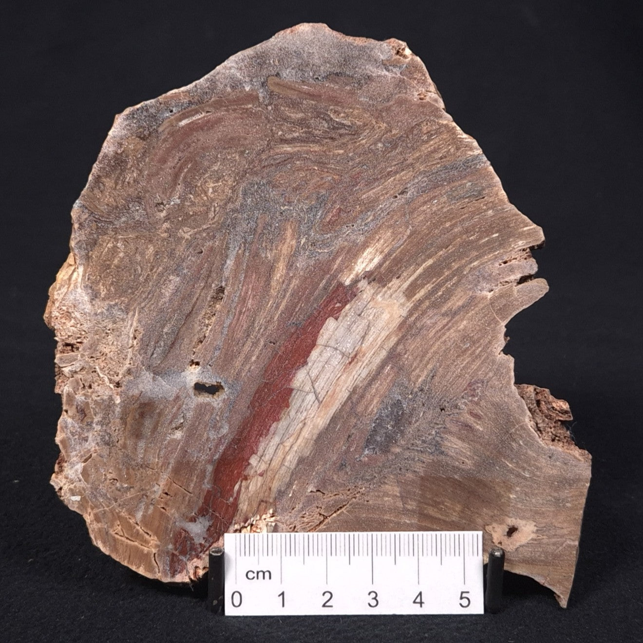 CONOPHYTON BASALTICUM STROMATOLITE, Australia ZCB007