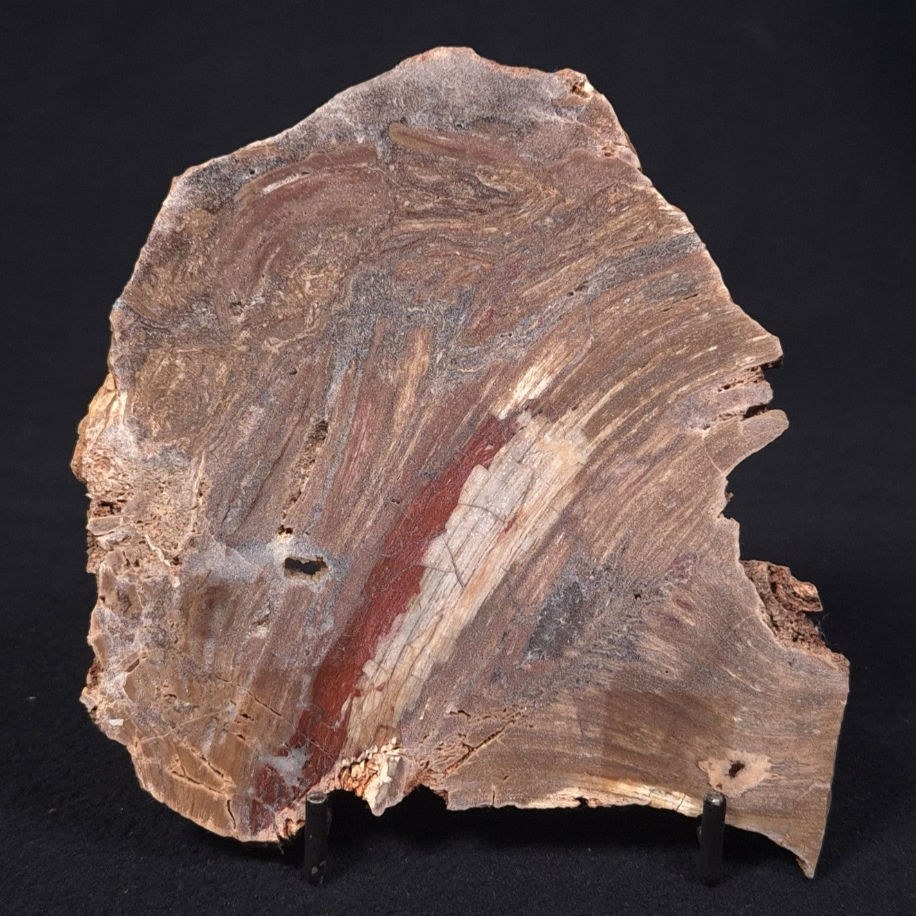 CONOPHYTON BASALTICUM STROMATOLITE, Australia ZCB007