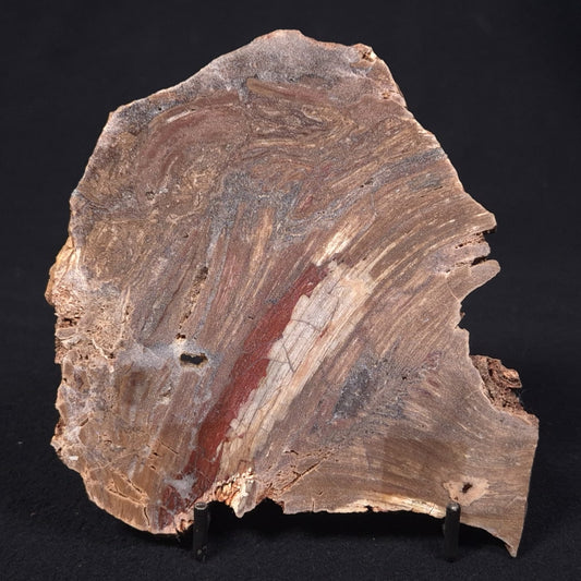 CONOPHYTON BASALTICUM STROMATOLITE, Australia ZCB007