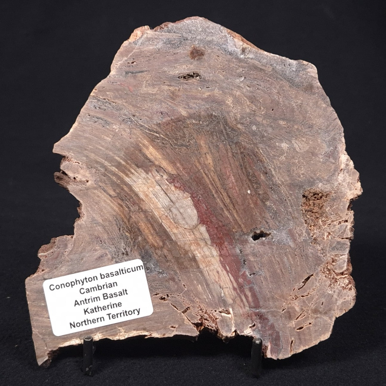 CONOPHYTON BASALTICUM STROMATOLITE, Australia ZCB007