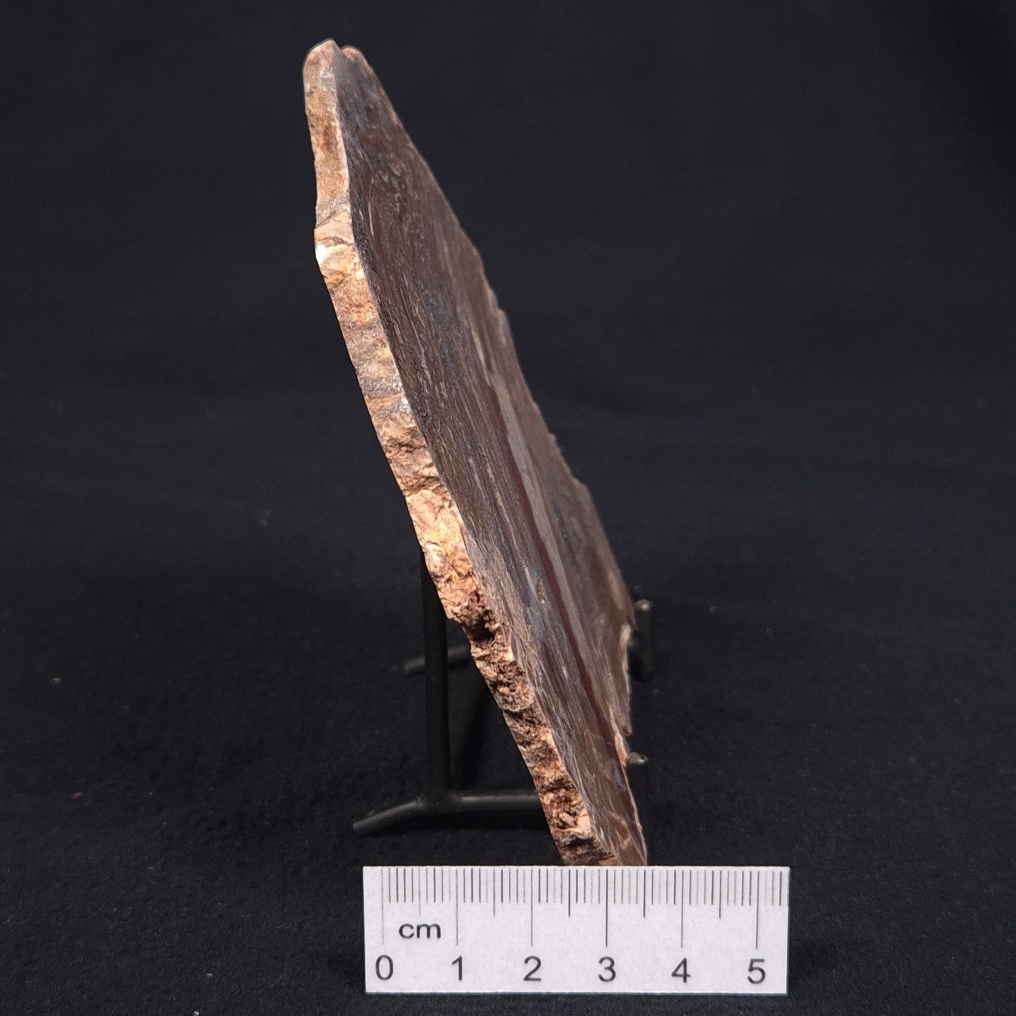 CONOPHYTON BASALTICUM STROMATOLITE, Australia ZCB007