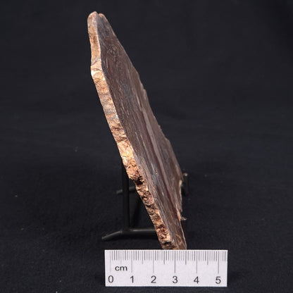 CONOPHYTON BASALTICUM STROMATOLITE, Australia ZCB007