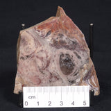 CONOPHYTON BASALTICUM STROMATOLITE, Australia ZCB008