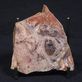 CONOPHYTON BASALTICUM STROMATOLITE, Australia ZCB008