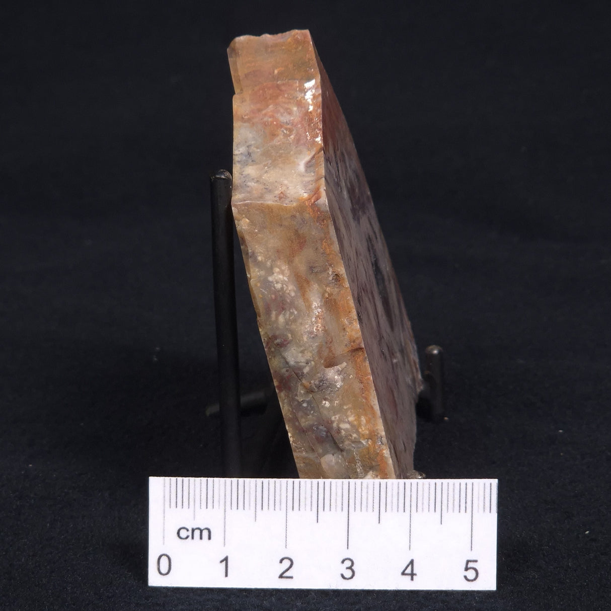 CONOPHYTON BASALTICUM STROMATOLITE, Australia ZCB008