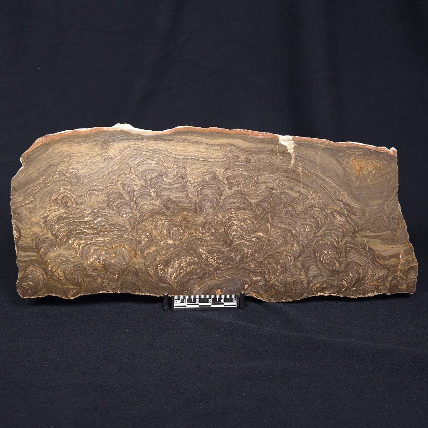 KULPARIA ALICIA STROMATOLITE, Proterozoic, Australia ZKA008