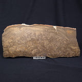 KULPARIA ALICIA STROMATOLITE, Proterozoic, Australia ZKA008