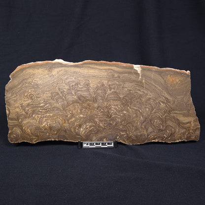 KULPARIA ALICIA STROMATOLITE, Proterozoic, Australia ZKA008