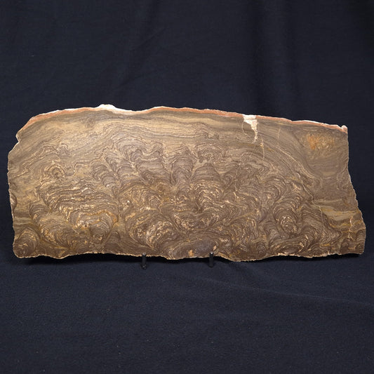 KULPARIA ALICIA STROMATOLITE, Proterozoic, Australia ZKA008
