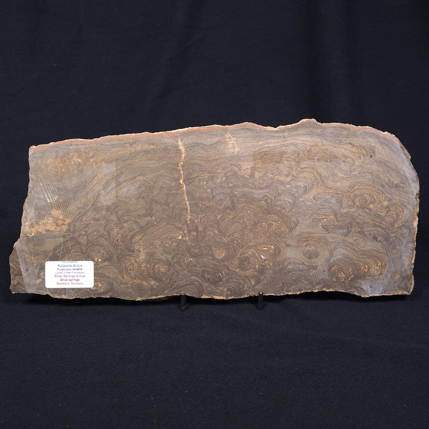 KULPARIA ALICIA STROMATOLITE, Proterozoic, Australia ZKA008