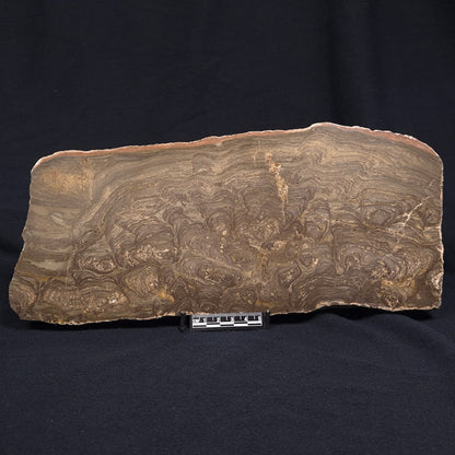 KULPARIA ALICIA STROMATOLITE, Proterozoic, Australia ZKA009