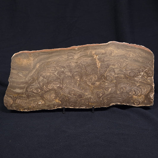 KULPARIA ALICIA STROMATOLITE, Proterozoic, Australia ZKA009