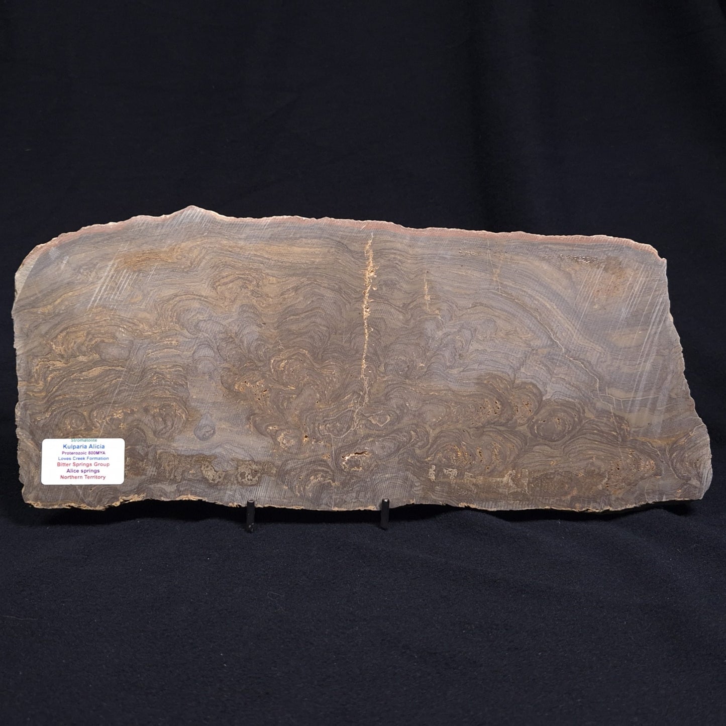 KULPARIA ALICIA STROMATOLITE, Proterozoic, Australia ZKA009