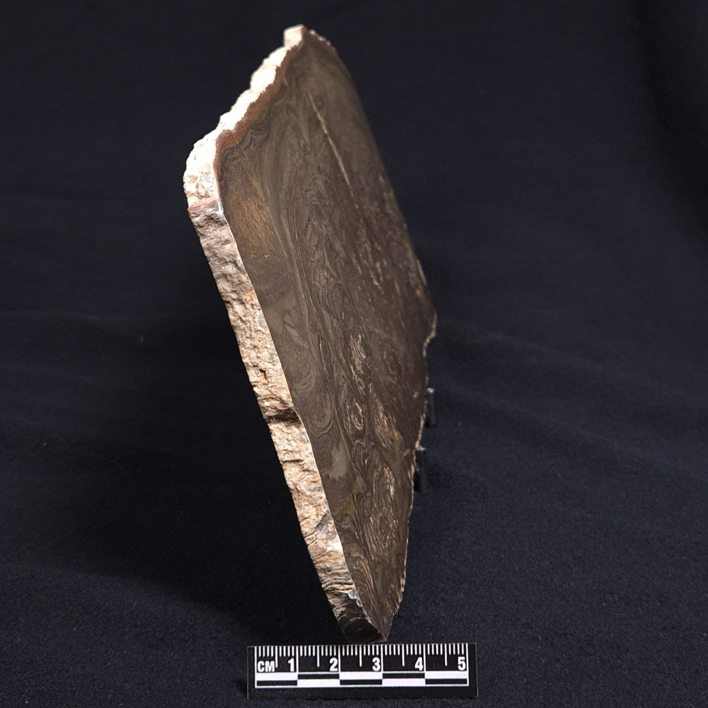 KULPARIA ALICIA STROMATOLITE, Proterozoic, Australia ZKA009