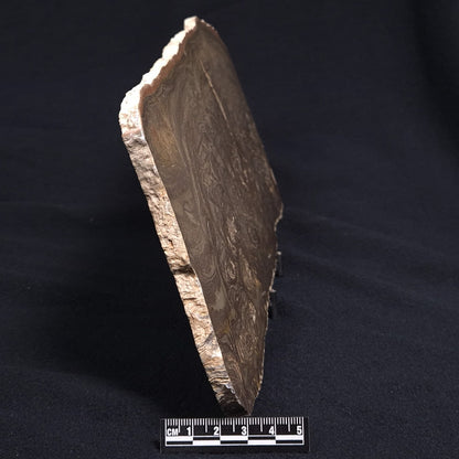 KULPARIA ALICIA STROMATOLITE, Proterozoic, Australia ZKA009
