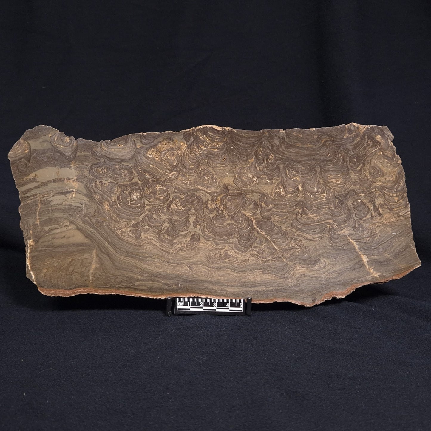 KULPARIA ALICIA STROMATOLITE, Proterozoic, Australia ZKA010