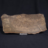 KULPARIA ALICIA STROMATOLITE, Proterozoic, Australia ZKA010
