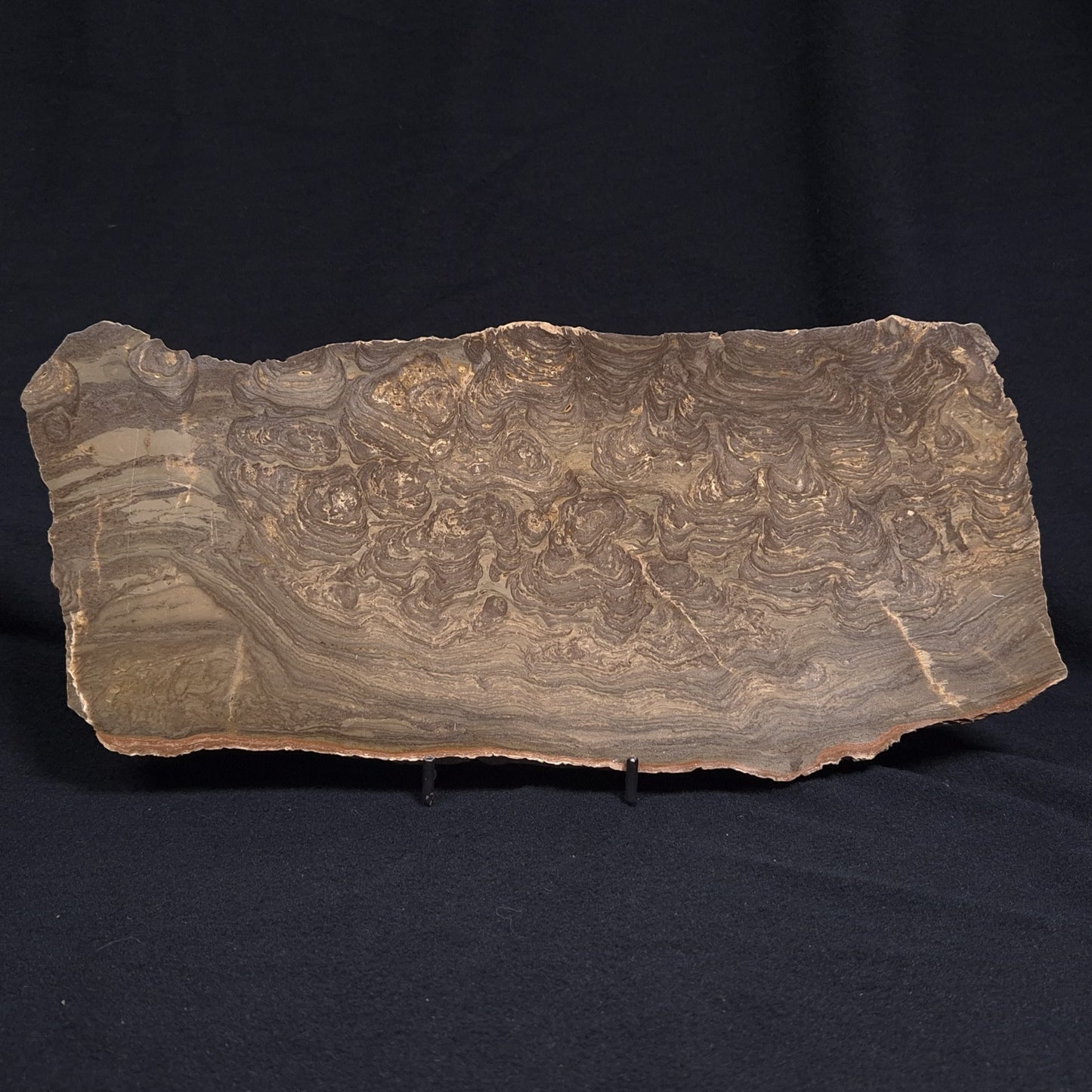 KULPARIA ALICIA STROMATOLITE, Proterozoic, Australia ZKA010
